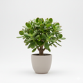 Jade plant