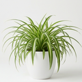 Spider plant