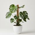 Monstera
