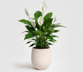 Peace Lily - Spathiphyllum