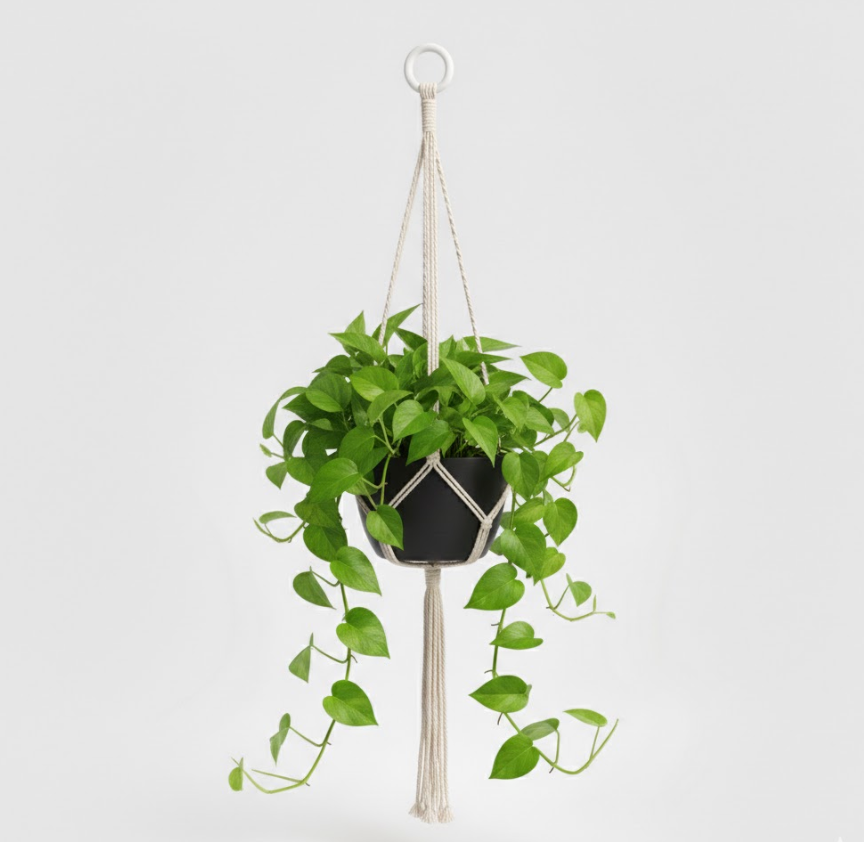 Pothos - Devil's Ivy