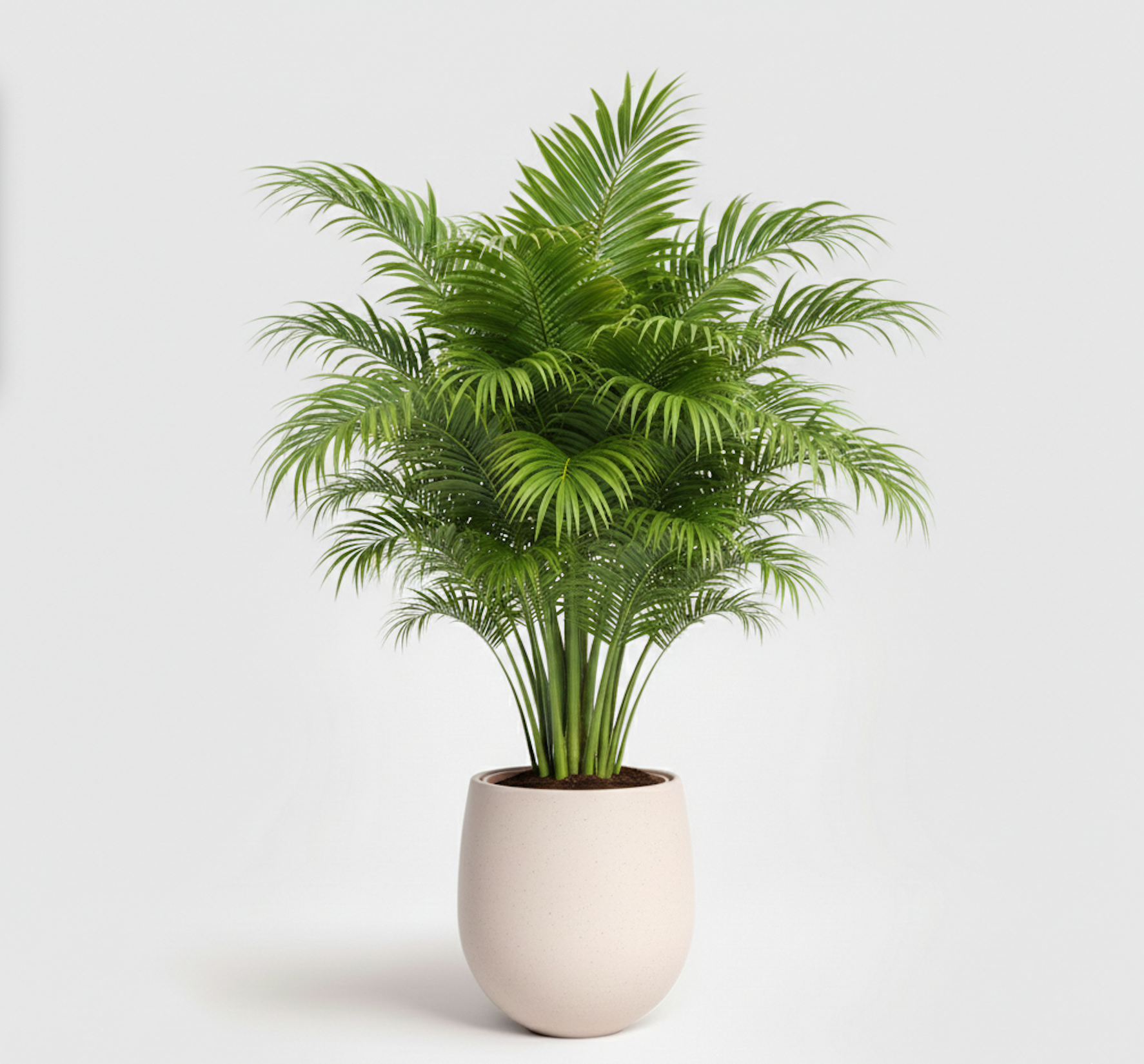 Areca Palm